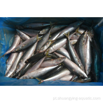 Peixe congelado inteiro redondo BQF 300-500G Cavala Pacífico
